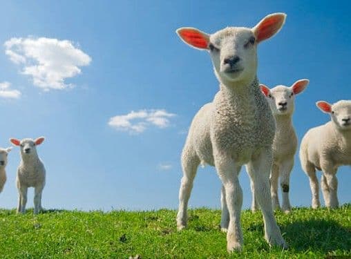 Plan a Day Trip to Glenorchys Cutest New Attraction