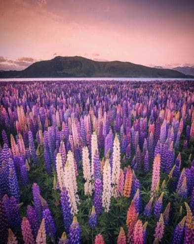 Lupins in Bloom: Queenstown’s Most Colourful Spring Road Trips